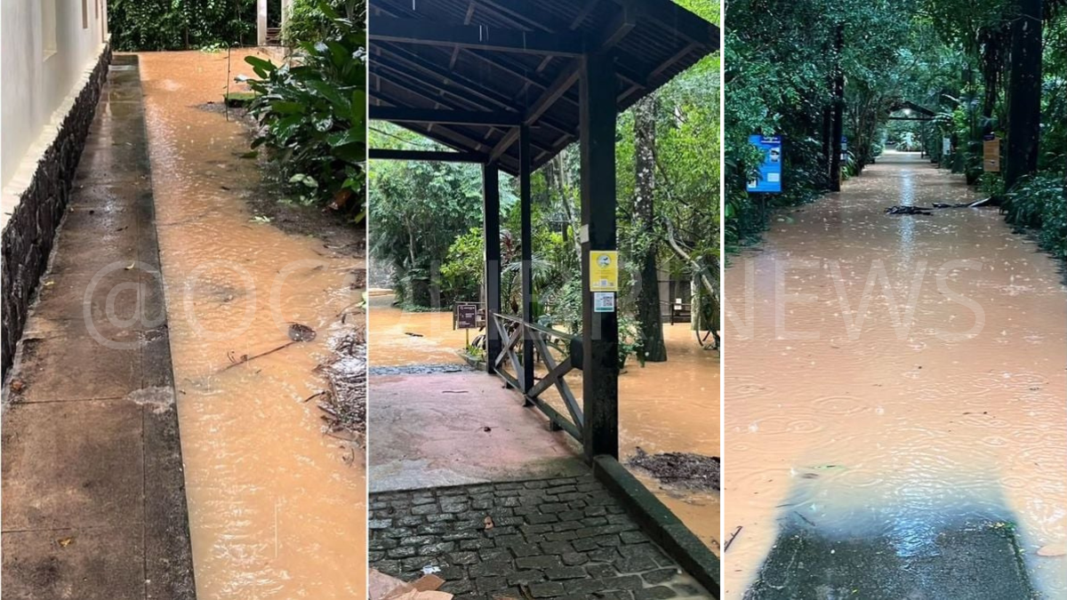 Chuvas intensas levaram à suspensão das visitas ao Museu de Biologia Professor Mello Leitão em Santa Teresa. Confira os detalhes e as previsões para reabertura! ESPIRITO SANTO