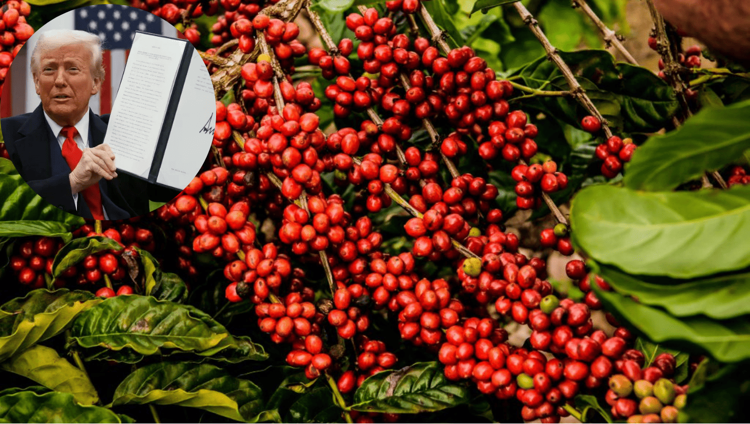 Café conilon produzido no Espírito Santo ganha competitividade nos EUA após novas tarifas comerciais.