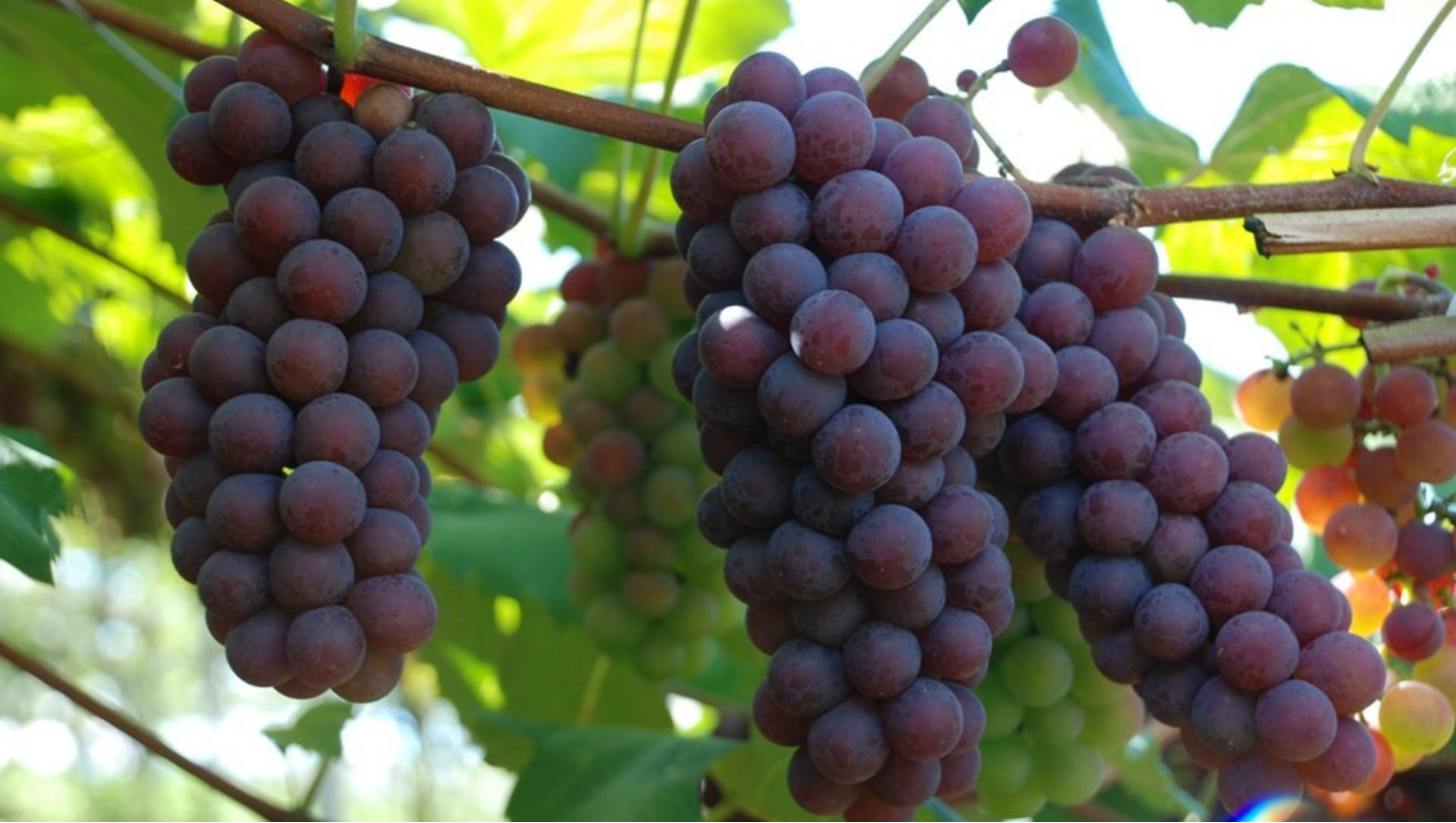 Parreiral de uvas no interior do Espírito Santo com destaque para a agricultura familiar e agroindústria local.